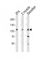 (DANRE) zte25 Antibody (N-term)